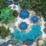 succulent arrangement ideas