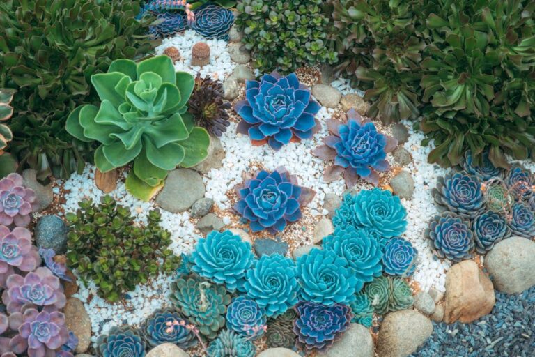 succulent arrangement ideas