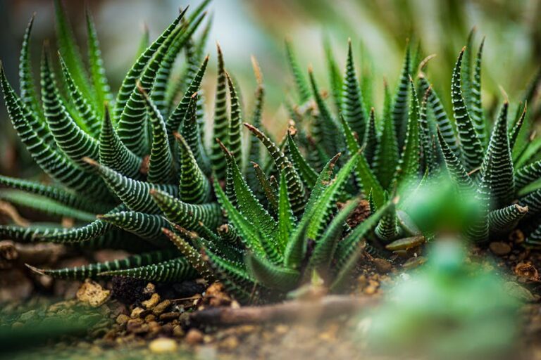 haworthia leaf propagation