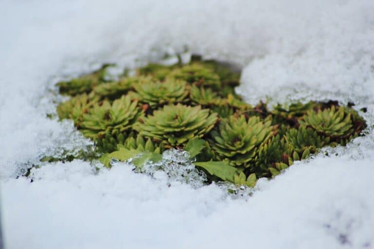propagate succulent leaves winter