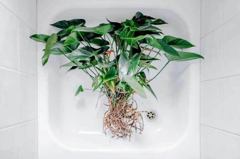 beginner succulent soak mistakes
