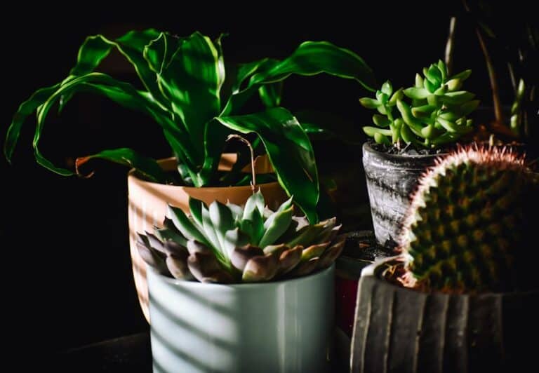 succulent collection light bars
