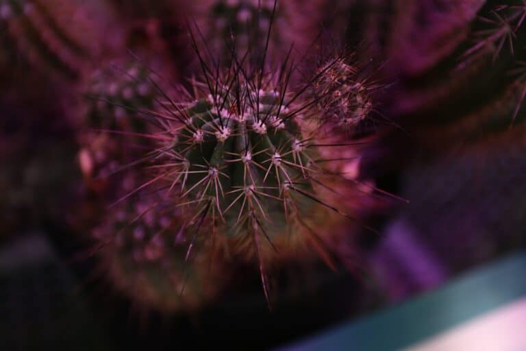 indoor succulent lighting