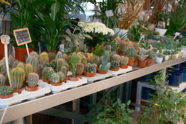 indoor cactus arrangement