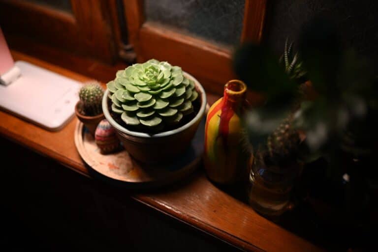 can you spray cactus with water