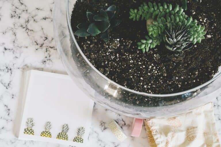 succulent arrangement in glass bowl