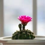 cactus bloom watercolor prints