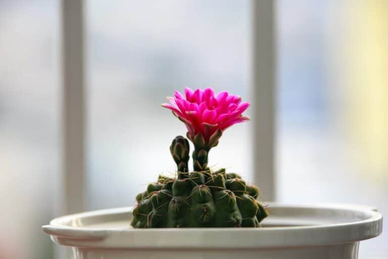cactus bloom watercolor prints