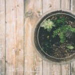 fake succulent arrangements diy