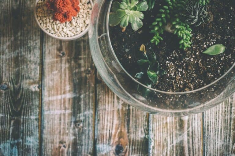 artificial succulent arrangements in glass