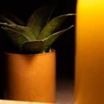 indoor lighting for succulents