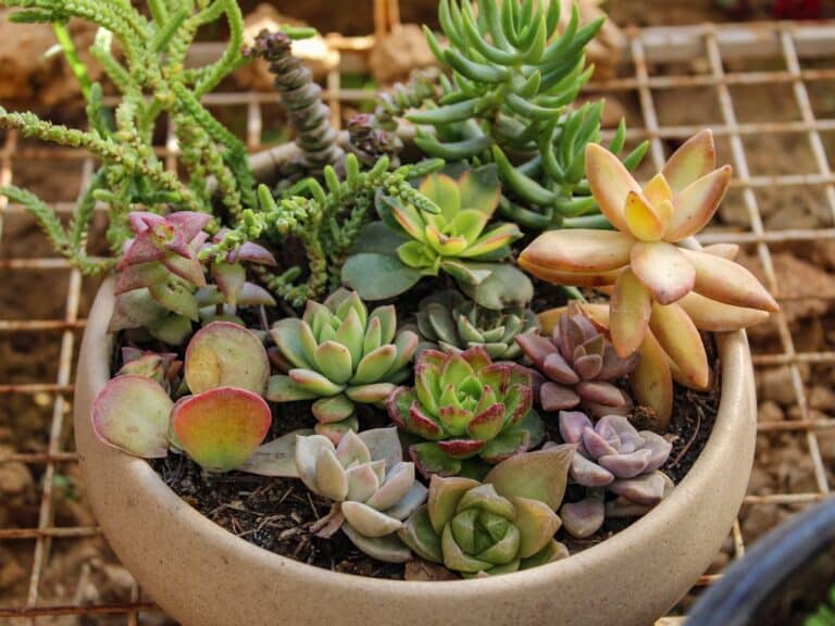 Low maintenance succulents