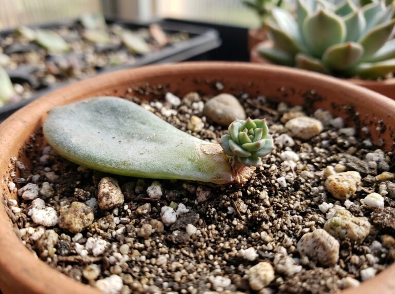 succulent propagation leaves no roots