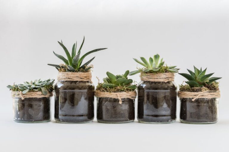 mini succulents arrangements