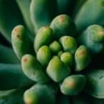 succulent leaf propagation tips