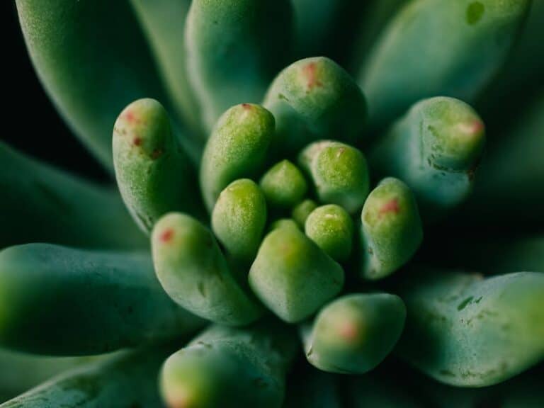 succulent leaf propagation tips