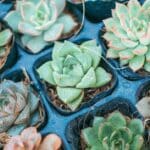 how long to propagate succulent leaf