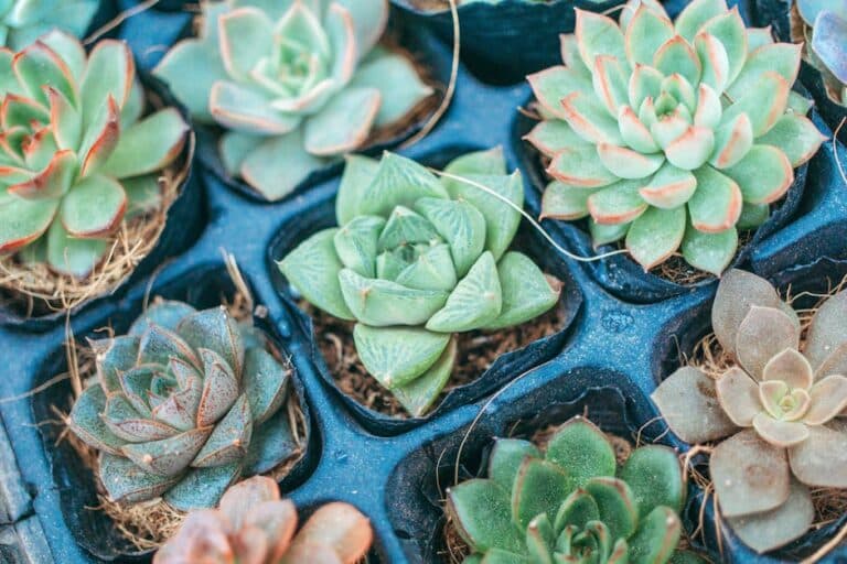 how long to propagate succulent leaf