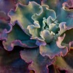 succulent propagation from leaf