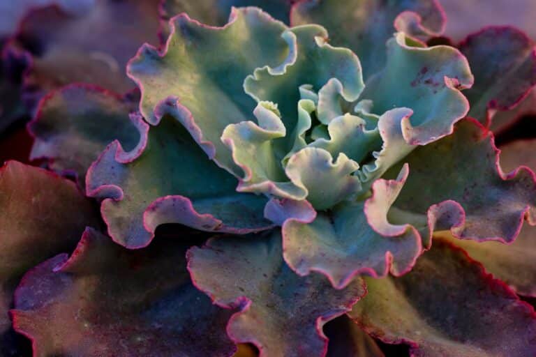 succulent propagation from leaf