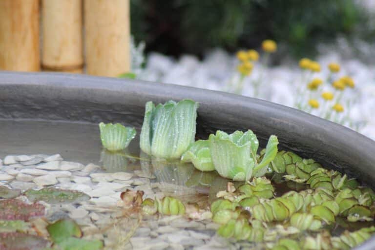 succulent revival soak method
