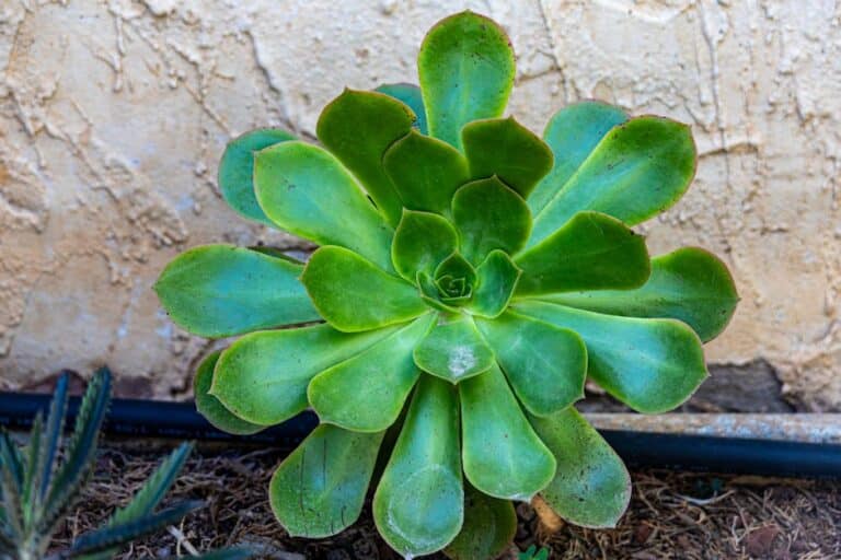 faux succulent wall arrangements