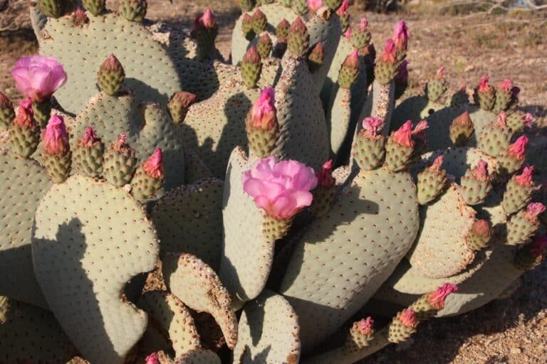 faux cactus arrangements
