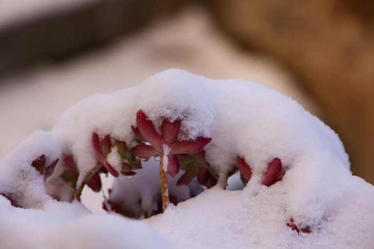 winter succulent soak guide