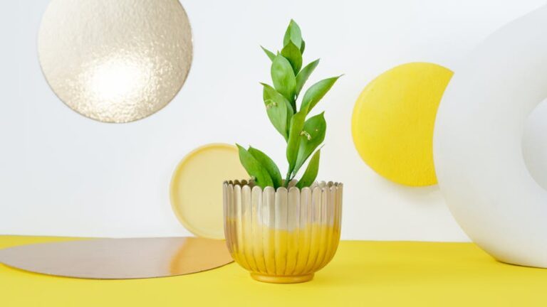 cast iron plant care