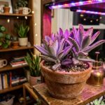 panda plant succulent leds