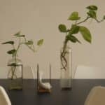 succulent plants table centerpiece