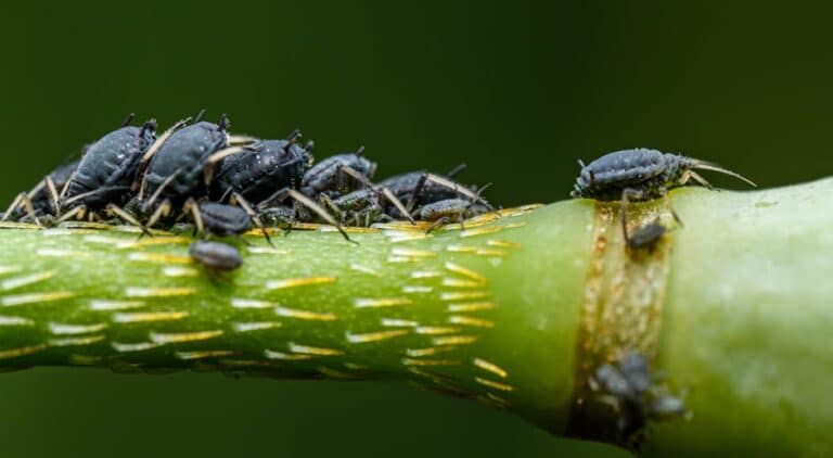 avoiding pests in cuttings