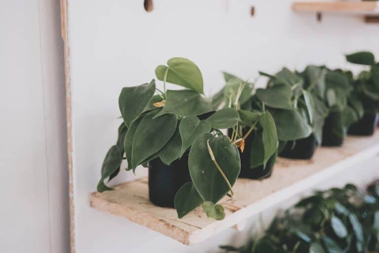 philodendron hardy varieties