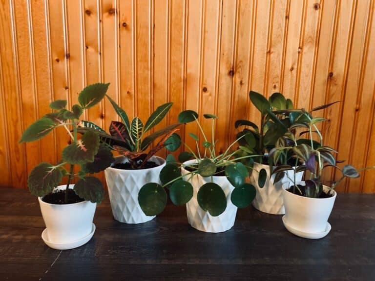 hardy plants for beginners