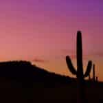 saguaro silhouette shadows