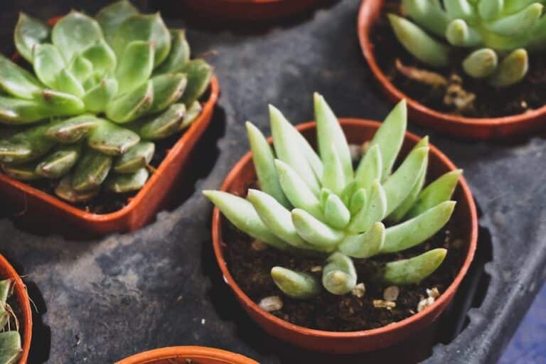 succulent light chart