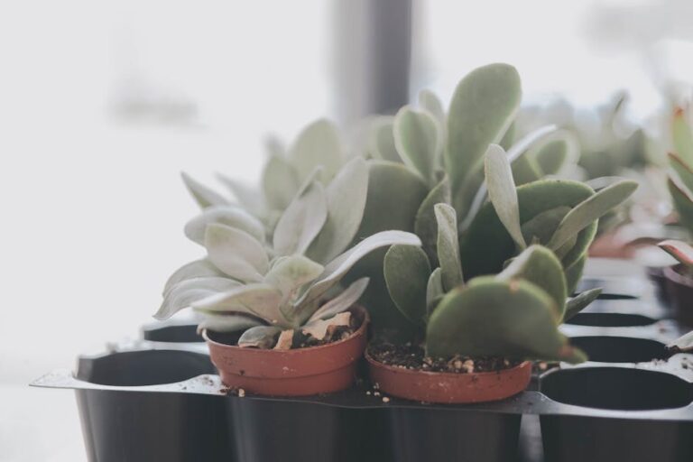 light for succulents indoors