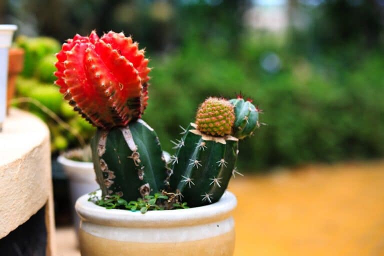 moon cactus arrangement