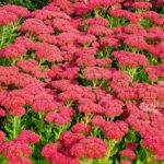 sedum flower arrangement