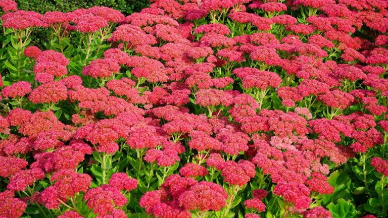 sedum flower arrangement
