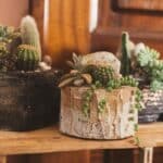 succulent plants arrangements