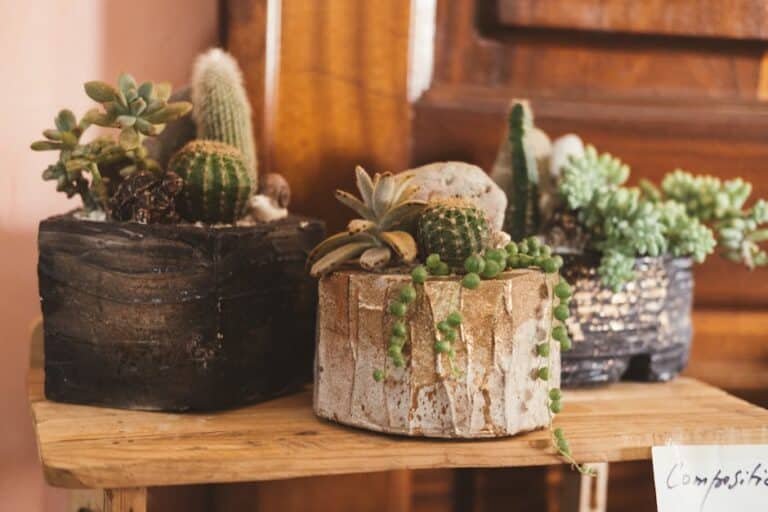 succulent plants arrangements