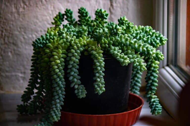 sedum plant soak method