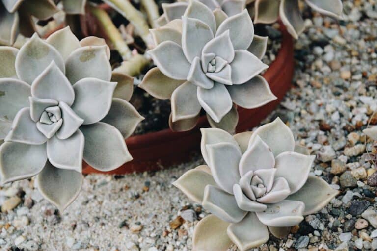 succulent soak and dry method