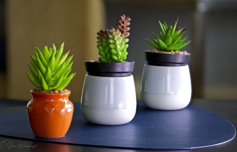 caring for a succulent plant indoors