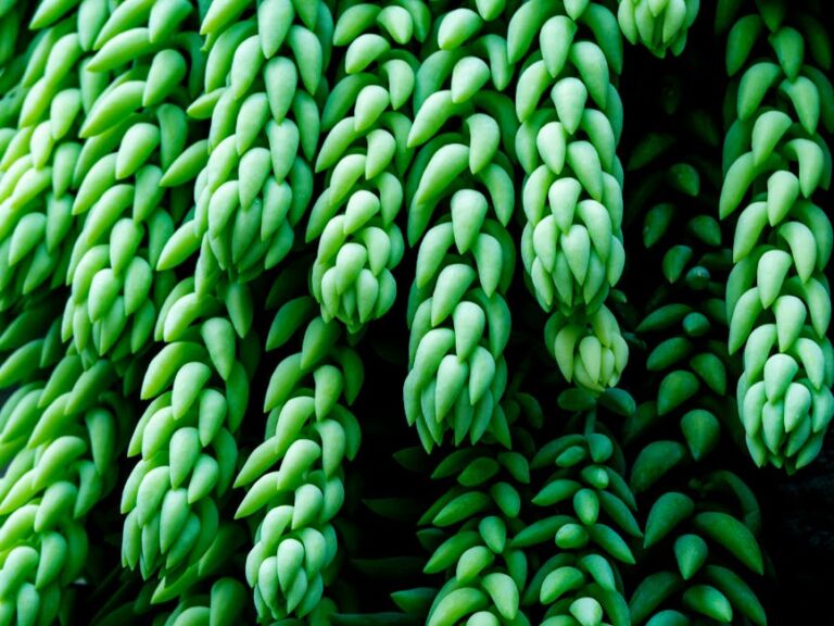 burro's tail succulent care