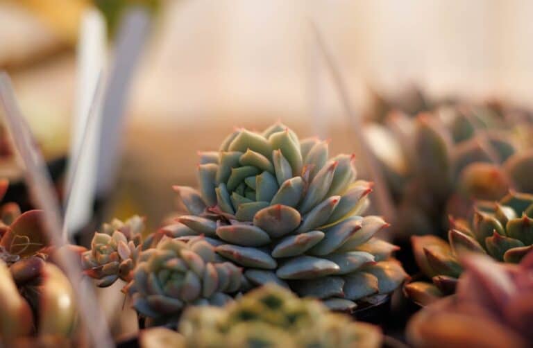care tips for succulents