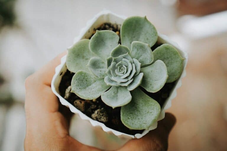 how to grow succulent from leaf