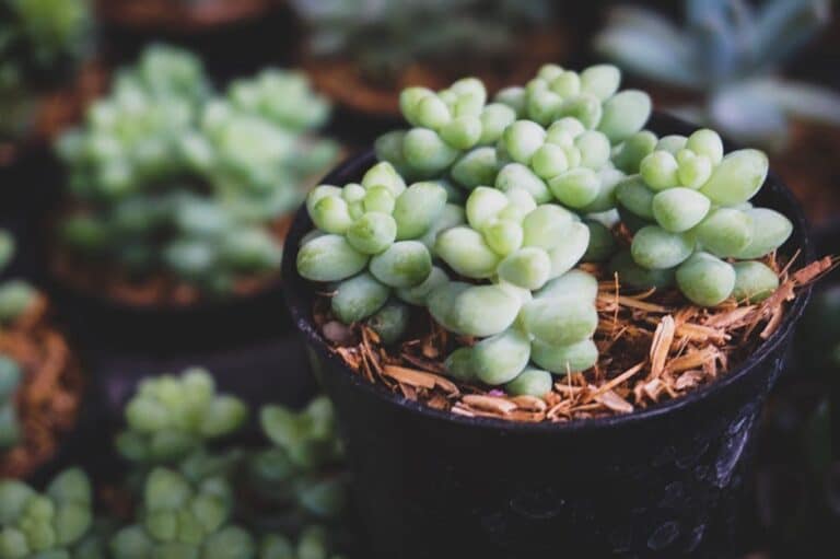 best succulent plants for indoors