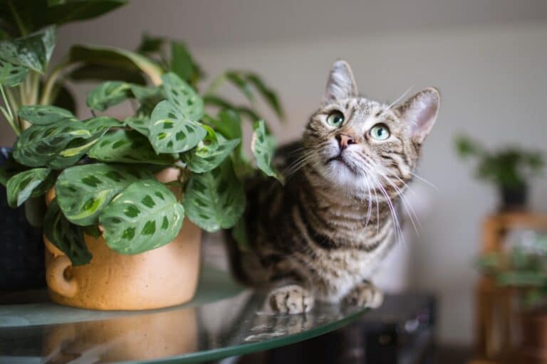 pet safe indoor succulents